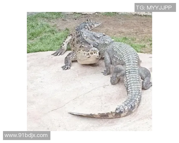 搞笑女球迷与足球明星的奇妙互动趣事大揭秘